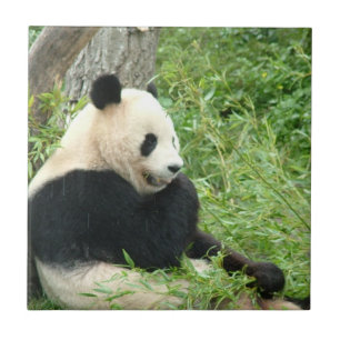 Panda-Fliese Fliese