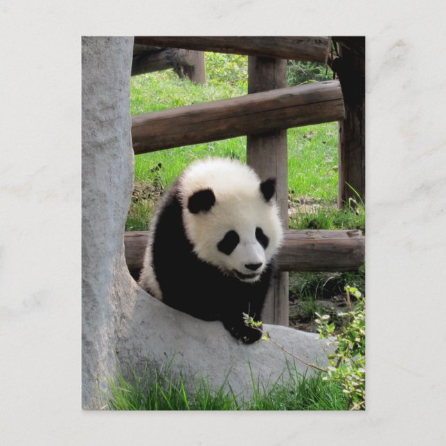 Panda Fotograf Postkarte (Vorderseite)