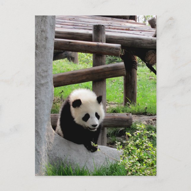 Panda Fotograf Postkarte (Vorderseite)
