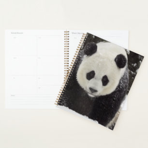 Panda géant en neige