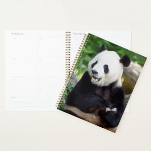 Panda géant mangeant du bambou