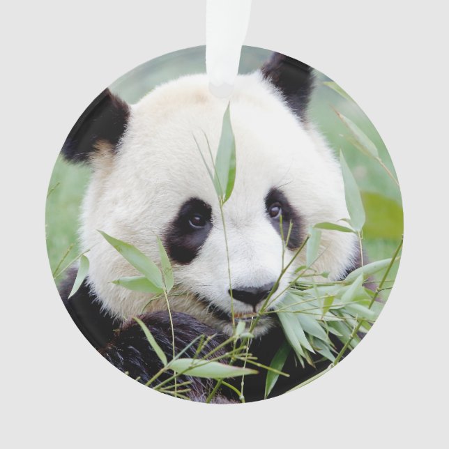 Panda géant photo ornement, animaux 0292. (devant)