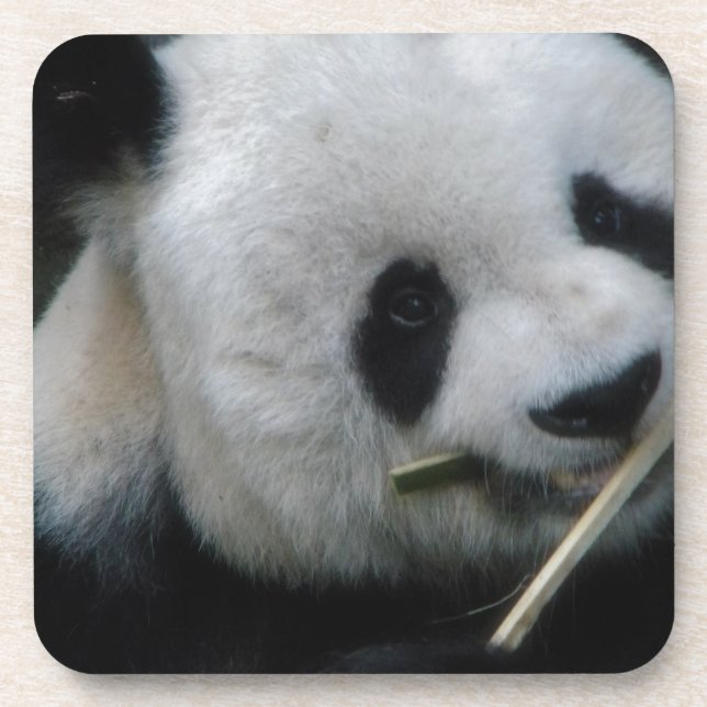 Panda Getränkeuntersetzer (Vorderseite)