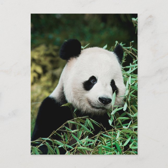 Panda im Busch Postkarte (Vorderseite)
