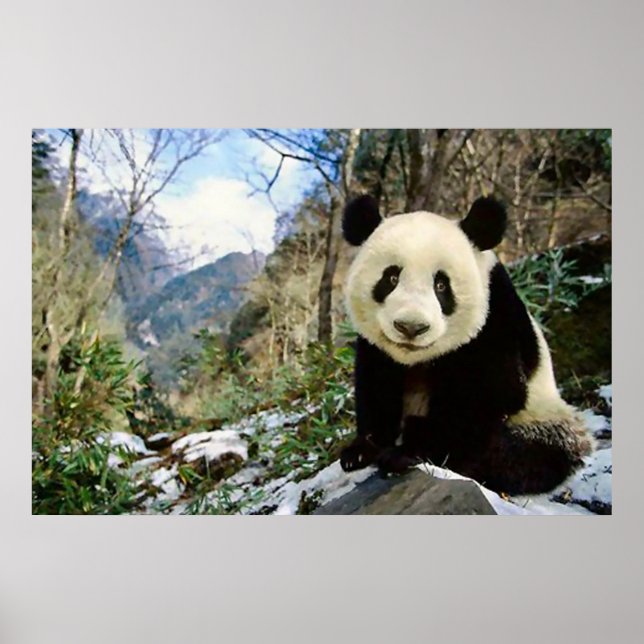 Panda im Gebirgsposter Poster (Vorne)
