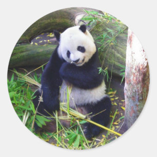 Panda im Zoo von San Diego Runder Aufkleber