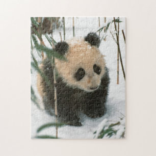 Panda-Jungtier im Schnee, Wolong, Sichuan, China