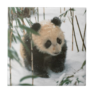 Panda-Jungtier im Schnee, Wolong, Sichuan, China Fliese