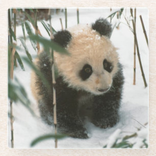 Panda-Jungtier im Schnee, Wolong, Sichuan, China Glasuntersetzer
