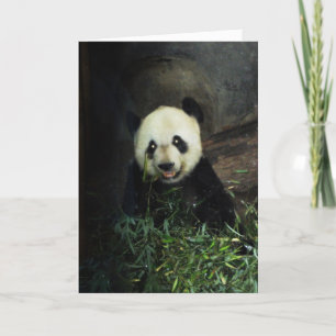 Panda Karte