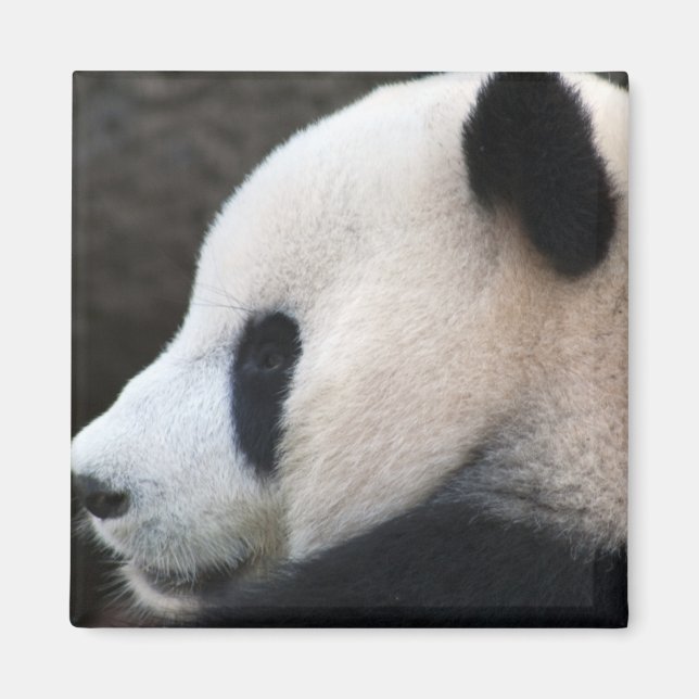 Panda Magnet (Vorne)