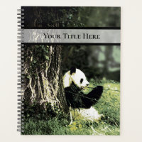 Panda mange du bambou