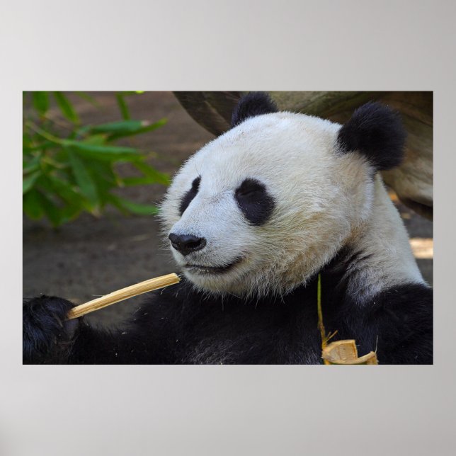 Panda mangeant affiche de bambou (Devant)