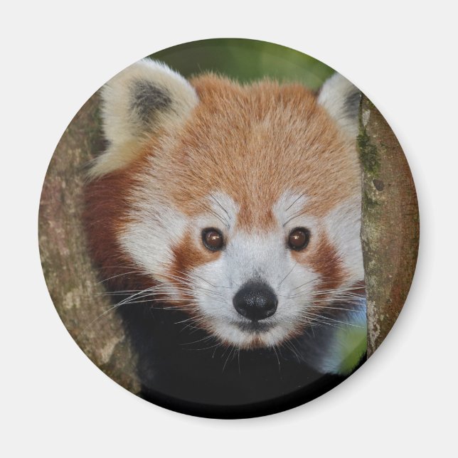 Panda Portrait Magnet (Vorne)