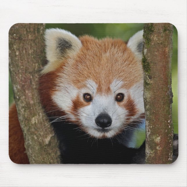 Panda Portrait Mousemat Mousepad (Vorne)
