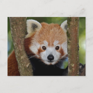 Panda Portrait Postcard Postkarte