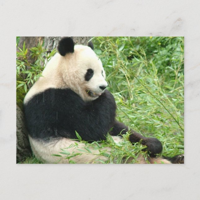 Panda Postcard Postkarte (Vorderseite)