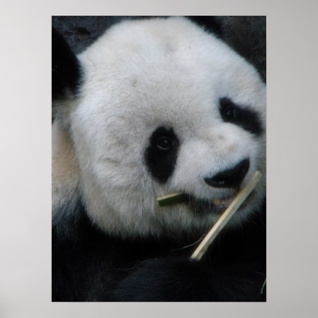 Panda Poster (Vorne)
