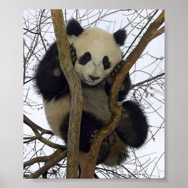 Panda Poster (Vorne)