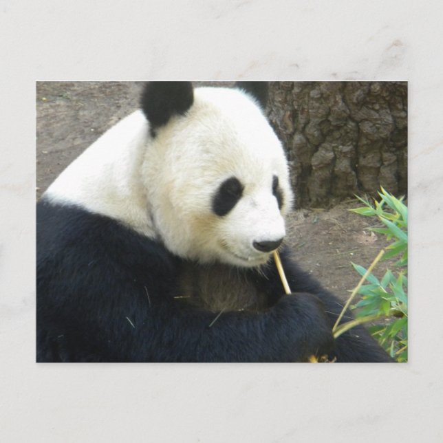 Panda Postkarte (Vorderseite)