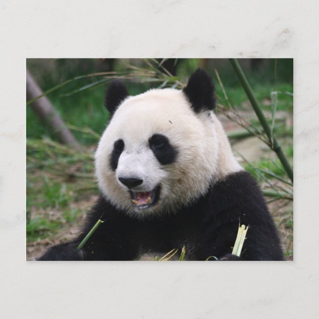 Panda Postkarte (Vorderseite)