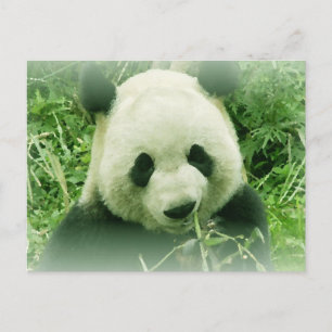 Panda Postkarte