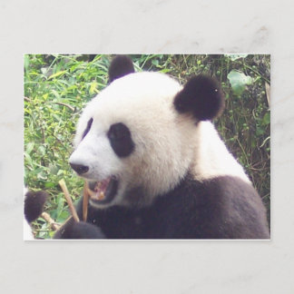 Panda Postkarte