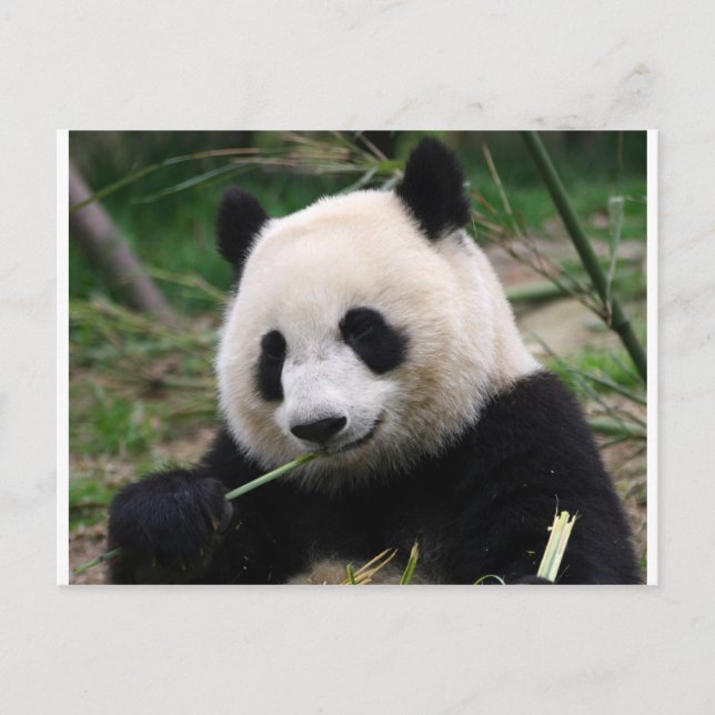Panda Postkarte (Vorderseite)