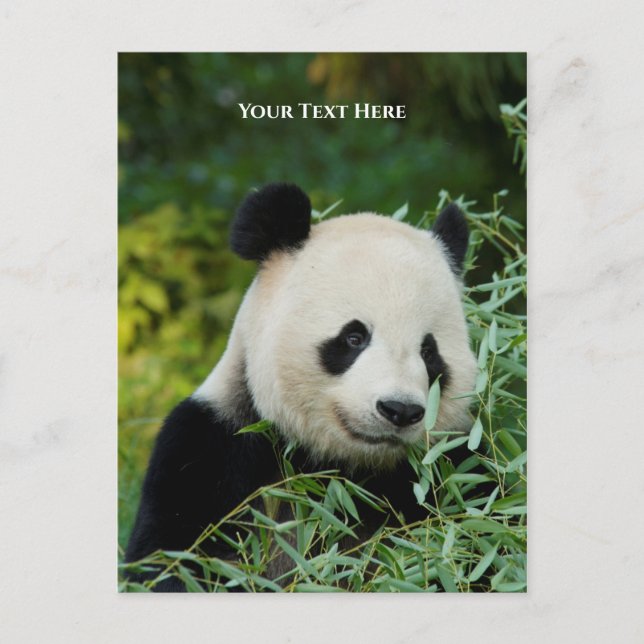 Panda Postkarte (Vorderseite)