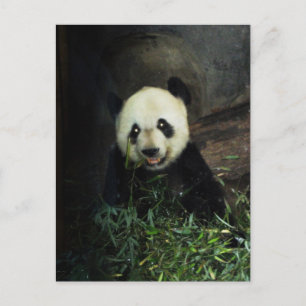 Panda Postkarte