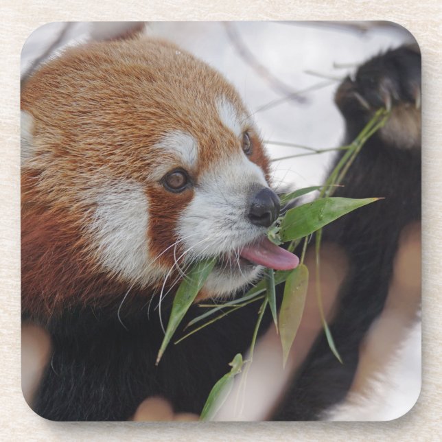 Panda-rote Tierausdruck niedlich Untersetzer (Vorderseite)
