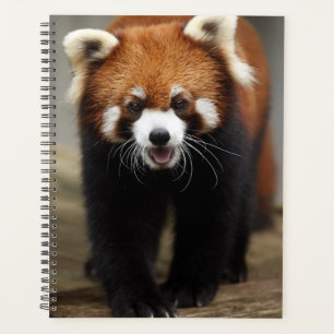 Panda rouge