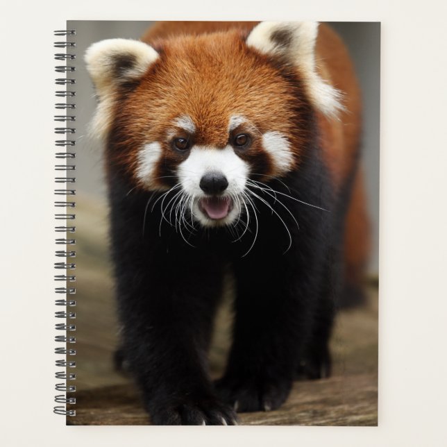 Panda rouge (Devant)