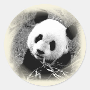 Panda Runder Aufkleber