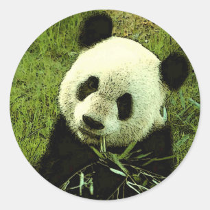 Panda Runder Aufkleber
