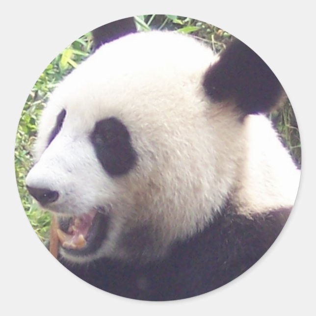 Panda Runder Aufkleber (Vorderseite)