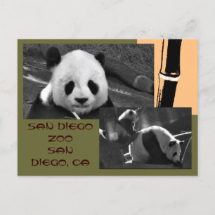 Panda San Diego Zoo Postcard Postkarte