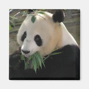 Panda Serenität Magnet