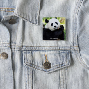 Panda-Sitzen Button