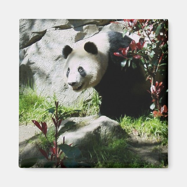 Panda Smile-Magnet Magnet (Vorne)