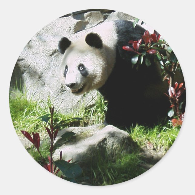 Panda Smile Runder Aufkleber (Vorderseite)