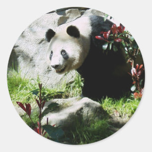 Panda Smile Runder Aufkleber