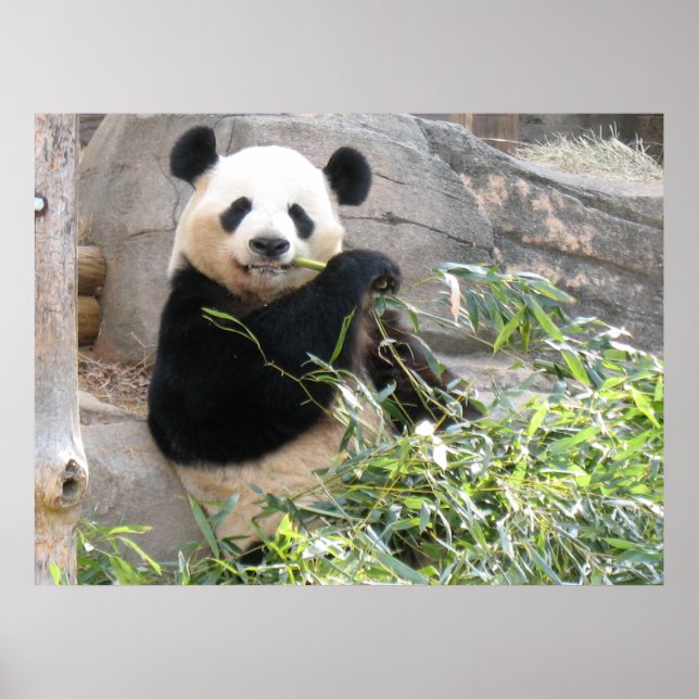 Panda Snack Poster (Vorne)