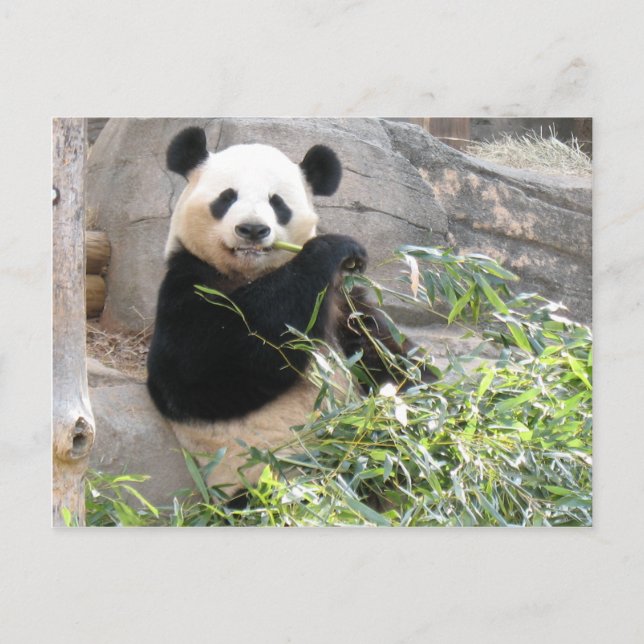 Panda Snack Postkarte (Vorderseite)