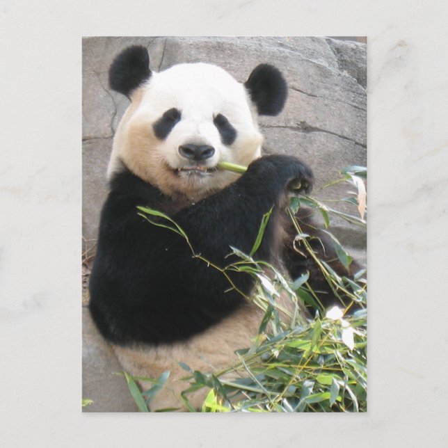 Panda Snack Postkarte (Vorderseite)
