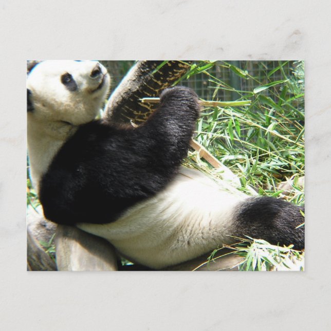 Panda und Bamboo Postcard Postkarte (Vorderseite)