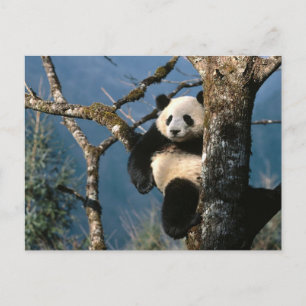 Panda Up a Tree Postkarte
