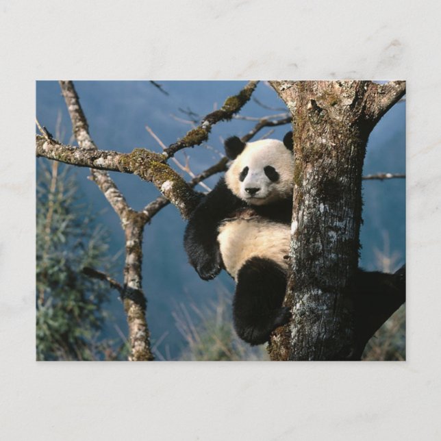 Panda Up a Tree Postkarte (Vorderseite)