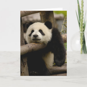 Pandababy Ailuropoda melanoleuca) Karte