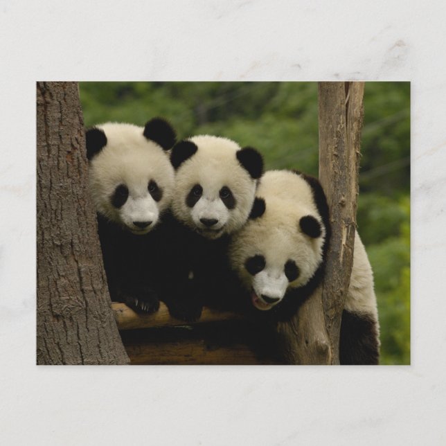 Pandababys Ailuropoda melanoleuca) 3 Postkarte (Vorderseite)